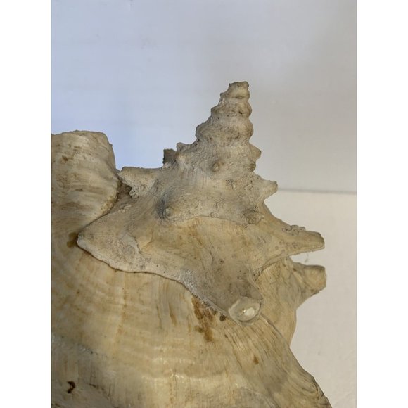 Large Conch Shell Queen Ocean Specimen Pink Sea Shell Fossil Nautical Beach - Picture 12 of 12